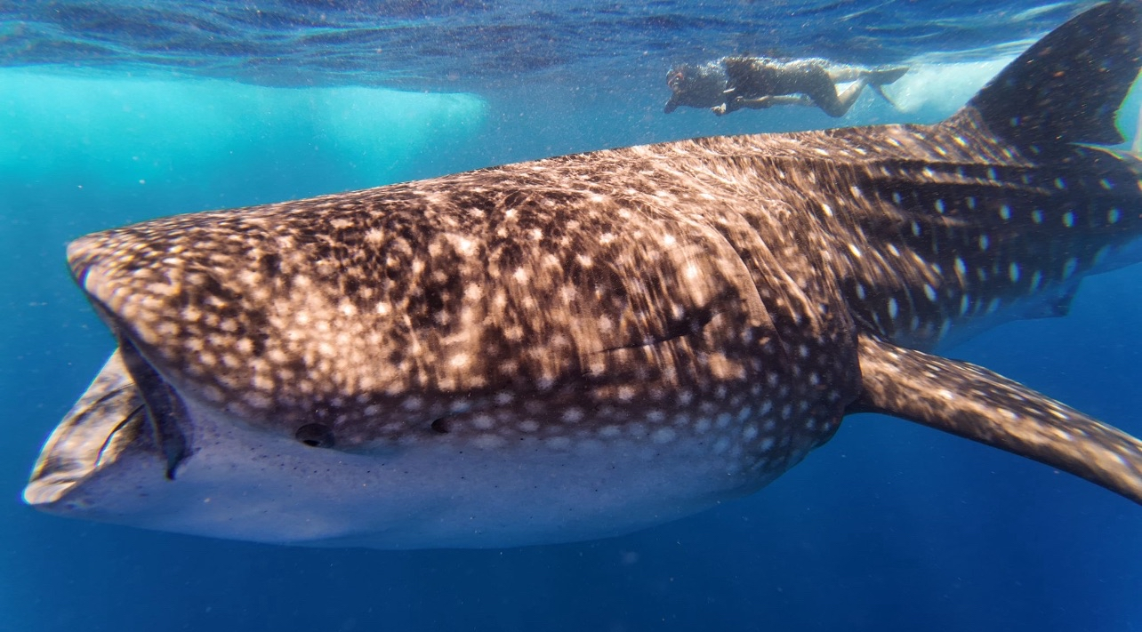 Lily's Adventure in Water